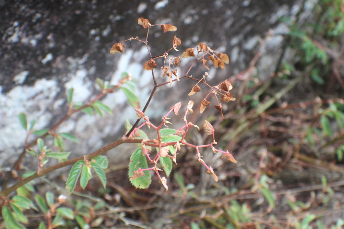 Begonia ulmifolia Willd.